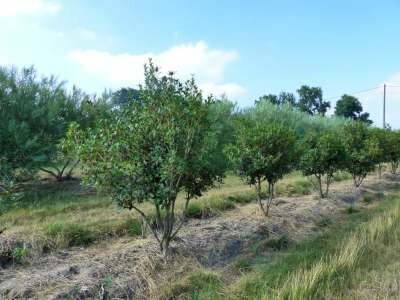 Osmanthus heterophyllus, 125-150 35L pot, meerstammig, Schijnhulst