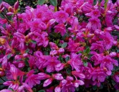 Azalea jap. 'Amoena', 60-80 15L (=Rhododendron)