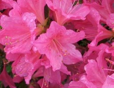 Azalea jap. 'Gilbert Mullie', 60-80 15L (=Rhododendron)