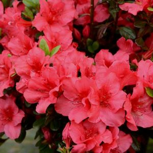 Azalea jap. 'Johanna', 60-80 15L (=Rhododendron)