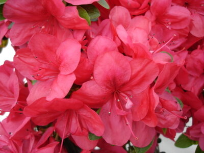 Azalea jap. 'Moederkensdag', 60-80 15L (=Rhododendron)