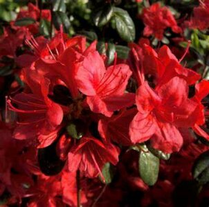 Azalea jap. 'Stewartonian', 60-08 15L (=Rhododendron)