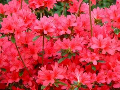 Azalea jap. 'Thierry', 60-80 15L (=Rhododendron)