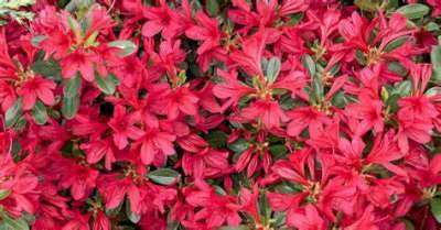 Azalea jap. 'Toreador', 60-80 15L (=Rhododendron)