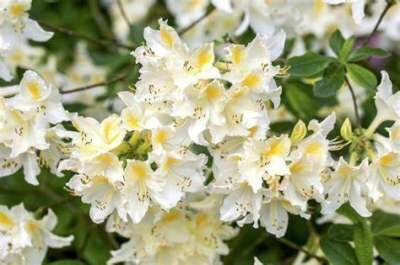 Azalea 'Daviesii', 60-80 15L (=Rhododendron)