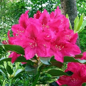 Rhododendron 'Nova Zembla', 80-100 25L