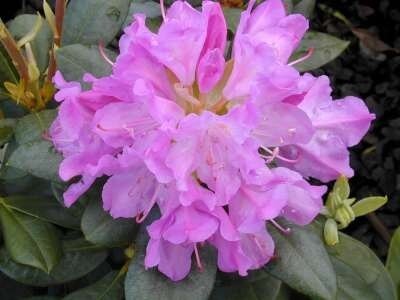 Rhododendron 'Roseum Elegans', 80-100 25L