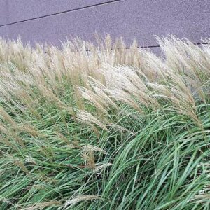 Miscanthus sinensis 'Yakushima Dwarf'(=Yaku Jima), Chinees riet