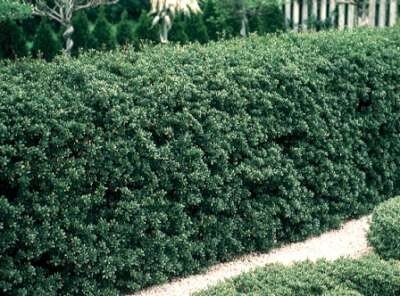 Ilex cren. 'Green Hedge', 120-140 cm Kluit