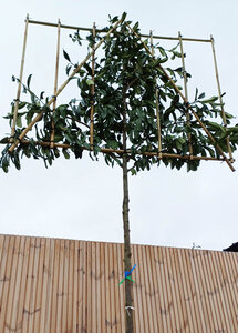 Prunus Laur. 'Caucasica', 12/14 Draadkluit, Lei-Laurier voorgeleid met rek