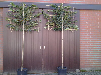 Prunus Laur. 'Novita', 10/12 Draadkluit, Lei-Laurier voorgeleid met rek