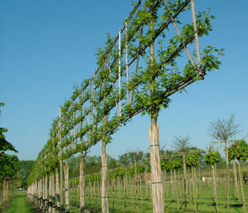 Liquidambar styr. 'Worplesdon', 18/20 Draadkluit, lei-Amberboom voorgeleid met rek