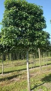 Liquidambar styr. 'Worplesdon', 20/25 Draadkluit, Lei-Amberboom met scherm