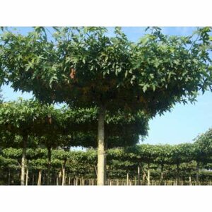 Liquidambar styraciflua 'Worplesdon', 12/14 Draadkluit, Dak-Amberboom voorgeleid met rek