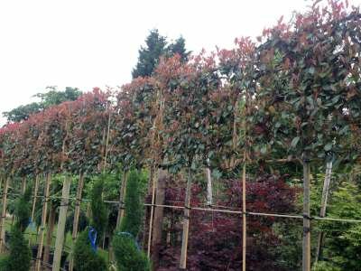 Photinia fras. 'Red Robin', 10-12 Pot, Lei-Glansmispel voorgeleid met rek