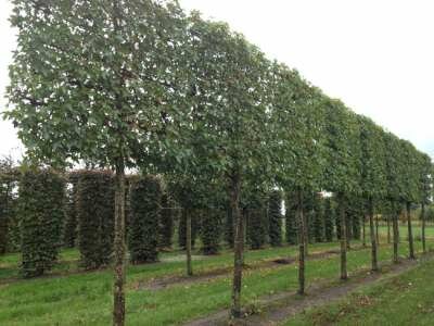 Quercus ilex, 14/16 Pot, Leiboom Steeneik voorgeleid met rek