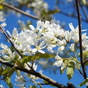 Amelanchier 'Ballerina', 6/8 pot 20L, Krentenboom