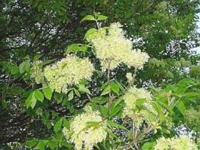 Fraxinus orn. 'Obelisk',6/8 cm Blote wortel, Es