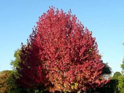 Liquidambar styr. 'Lane Roberts', 10/12 draadkluit Amberboom