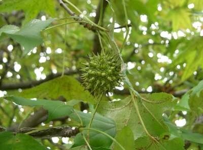 Liquidambar styraciflua, 8/10 pot 43LAmberboom