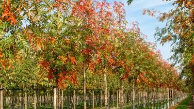 Sorbus 'Dodong', 8/10 Blote wortel, Lijsterbes