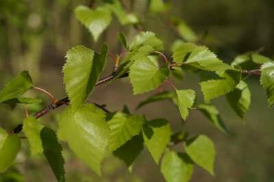 Betula pendula, Ruwe berk, bosplantgoed, 1+1 60-100