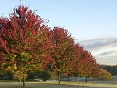 Acer freem. 'Autumn Blaze', 12/14 Draadkluit (= Jeffersred)