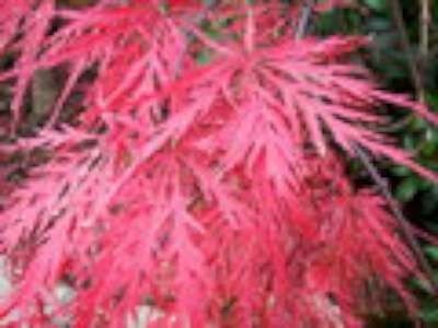 Acer palmatum 'Garnet', stam 70cm pot, Japanse esdoorn