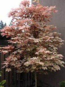 Acer pseud. 'Esk Sunset', Stam 180cm pot, Esdoorn