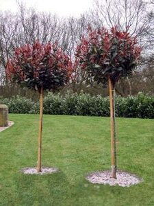 Photinia fras. 'Red Robin', stam 90cm pot, Glansmispel