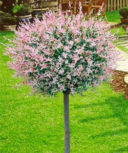 Salix integra 'Hakuro Nishiki', stam 120cm 5L, Treurwilg