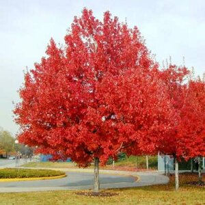 Acer rubrum, 14/16 Draadkluit, Esdoorn