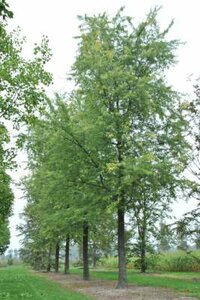 Acer sacc. 'Laciniatum Wieri', 25/30 Draadkluit, Zilveresdoorn