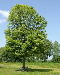 Acer saccharinum 'Pyramidale', 10/12 Blote wortel, Suikeresdoorn