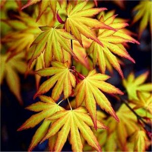 Acer palmatum 'Katsura', 150-175 25L meerstammig