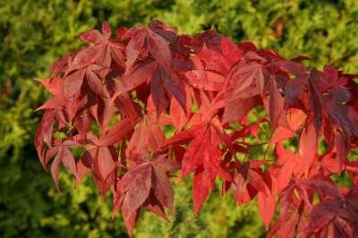 Acer palmatum 'Osakazuki', 175-200 35L meerstammig