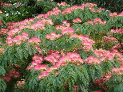 Albizia julibrissin, 175-200 70L meerstammig, Slaapboom ®