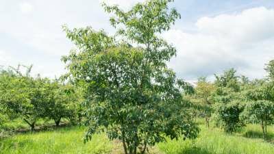 Cornus alternifolia, 150/175 cm 50L, meerstammig, Kornoelje