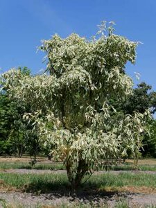 Cornus con. 'Variegata', 125/150 cm Pot, meerstammig, Reuzenkornoelje