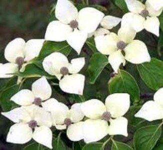 Cornus k. 'China Girl', 100-125 25L meerstammig, Kornoelje