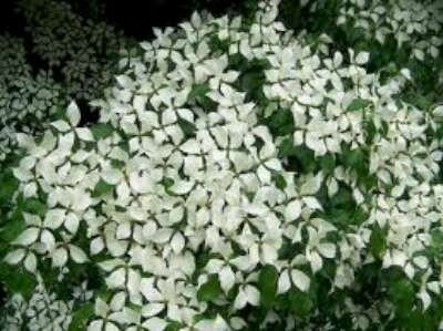 Cornus k. 'Milky Way', 125/150 25L meerstammig, Kornoelje