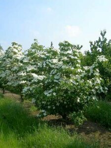 Cornus k. 'Milky Way' , 225-250 cm 150L, meerstammig, Kornoelje