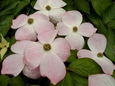 Cornus 'Stellar Pink', 100/125 25L meerstammig, Kornoelje