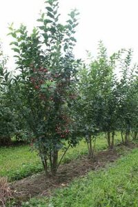 Euonymus europaeus, 250/300 cm 70L, meerstammig, Kardinaalsmuts