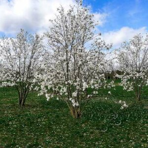 Magnolia loebn. 'Merrill', 125/150 25L, meerstammig, Beverboom