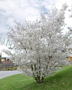 Prunus 'The Bride', 175/200 cm 90L pot, meerstammig, Japanse sierkers