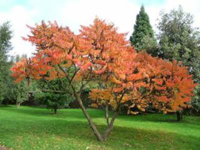 Rhus typhina 250/300 70L meerstammig, Fluweelboom