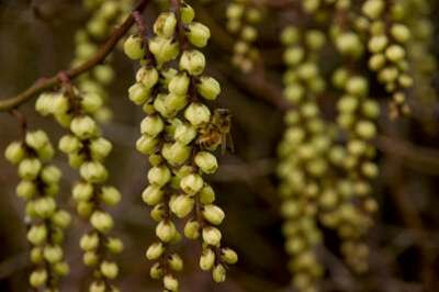 Stachyurus praecox, 125/150 45L meerstammig, Staartaar (= Japonicus)