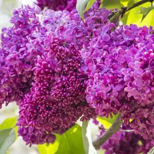 Syringa vulg. 'Charles Joly', 150/175 70L Sering