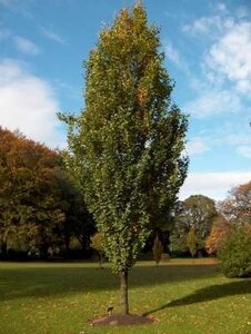 Fagus sylv. 'Dawijck', 10/12 Draadkluit (= Fastigiata)